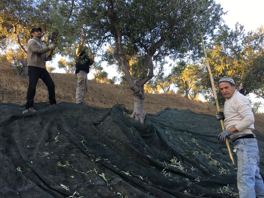 Particolare raccolta olive Calabria